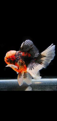 an orange and white fish sitting on top of a glass table next to a black background