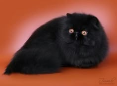 a black cat sitting on top of an orange background