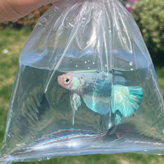 a goldfish in a plastic bag being held by someone