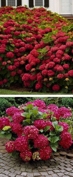 red flowers are growing on the side of a brick walkway and in front of a white house