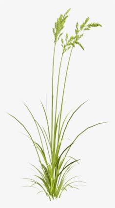 the tall grass is green and ready to be used as a plant ornament