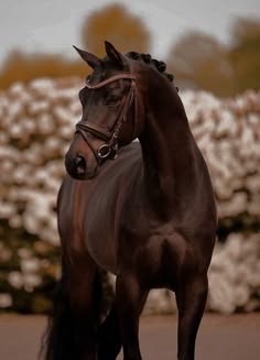 a brown horse standing on top of a dirt road next to white bushes and trees