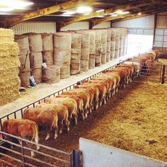cows are lined up in their pen at the farm, with bales of hay behind them