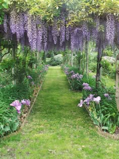 an outdoor garden with lots of purple flowers