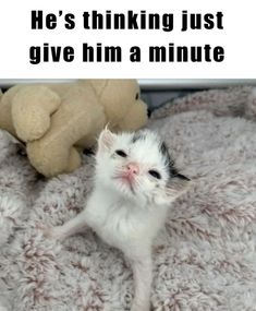 a kitten sitting on top of a blanket next to a teddy bear with the caption he's thinking just give him a minute