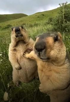 two brown and black dogs standing on their hind legs in the middle of a grassy field