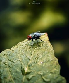 a fly sitting on top of a leaf covered in water droplets