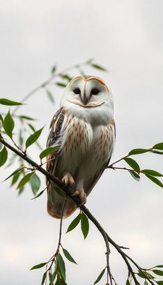 an owl sitting on top of a tree branch