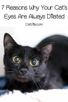 a black cat with yellow eyes looking at the camera and text that reads 7 reasons why your cats eyes are always dilated