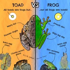 the frog and toad are both different types of frogs