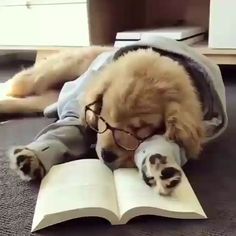 a dog is laying on the floor reading a book