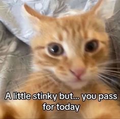 an orange cat sitting on top of a bed with the caption, a little stinky but you pass for today