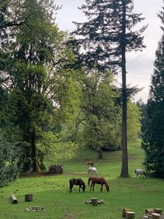 three horses grazing in the grass near trees