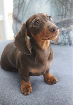 a brown dachshund puppy sitting on top of a blue couch next to a pillow