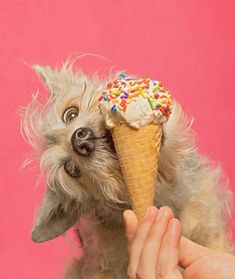 a small dog is eating an ice cream cone with sprinkles on it