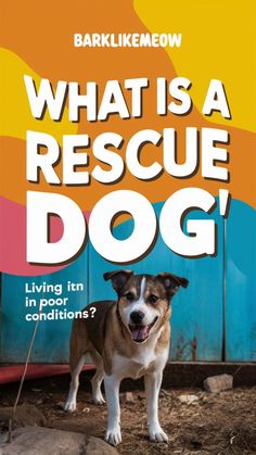 a dog standing in front of a blue door with the words what is a rescue dog?