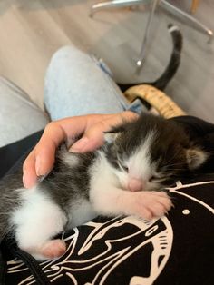 a person holding a small black and white kitten
