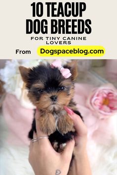 a person holding a small dog with the title 10 teacup dog breeds for tiny canines