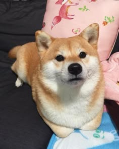 a small dog laying on top of a couch next to a pink pillow and stuffed animal