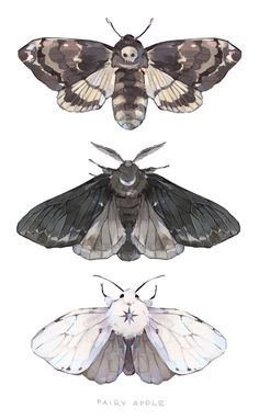 three moths are shown in different colors and sizes