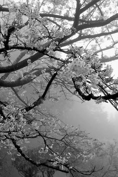 black and white photograph of tree branches with flowers in the foreground, on a foggy day