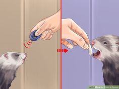 a ferret is being fed by someone using a hand held device to touch the ferret's ear