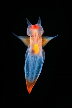 an orange and blue jellyfish floating in the ocean at night with its mouth open
