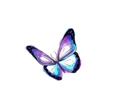 a blue and purple butterfly flying in the sky