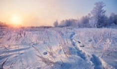 the sun is setting over a snowy field with trees and bushes in the foreground