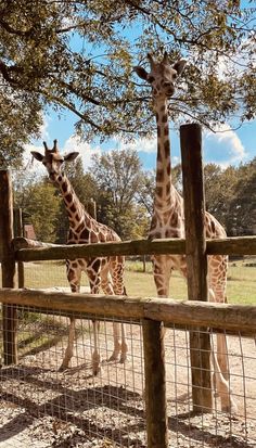 two giraffes standing next to each other behind a fence