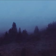 the fog is covering the trees in the distance