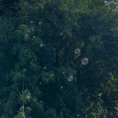 soap bubbles are floating in the air above trees