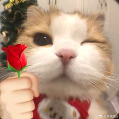 a cat with a red rose in its mouth and it's paw up to the camera