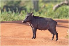 a small black animal standing on top of a dirt road