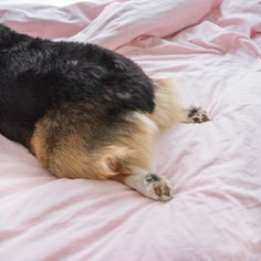 a black and brown dog laying on top of a pink bed sheet covered in sheets