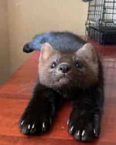 a small animal laying on top of a wooden table
