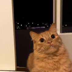 an orange cat sitting on top of a window sill next to a white door