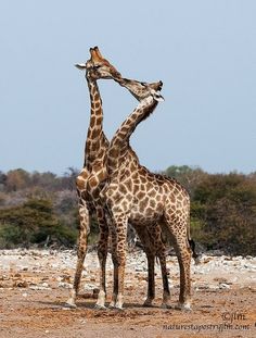 two giraffe standing next to each other on a dirt field