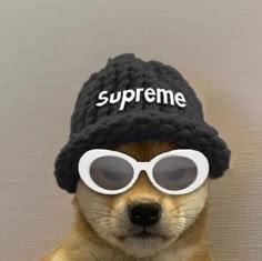 a dog wearing sunglasses and a hat with the word supreme written on it