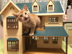 a cat is standing on top of a doll house with its mouth open and tongue out