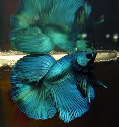 two blue siamese fish swimming in an aquarium