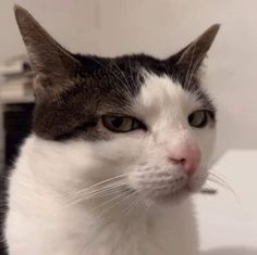 a black and white cat sitting on top of a table