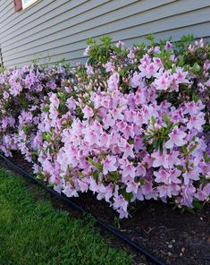 some pink flowers are in the grass near a house and a black pipe on the ground