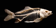 a fish skeleton is shown in the dark