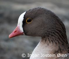 a gray and white duck with yellow eyes