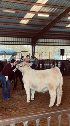 two men are standing next to a white cow in an indoor arena with other people around it