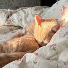 an orange cat laying on top of a bed covered in white sheets and pink flowers