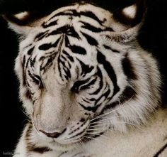 a white tiger with black stripes on it's face and chest, sitting in the shade