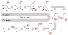 the structure of glycocycliate and hybamatee