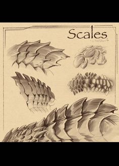 an old book with some different types of feathers on it's cover and the words scales